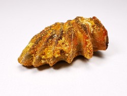 Neoceratodus africanus - CENOMANIAN - Kem Kem - Morocco