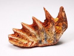 Neoceratodus africanus - CENOMANIAN - Kem Kem - Morocco