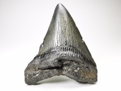 Dent de requin: Carcharodon megalodon, Miocène (USA)