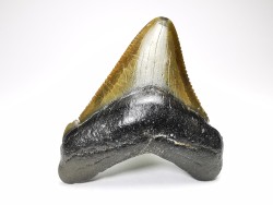 Dent de requin: Carcharodon megalodon, Miocène (USA)