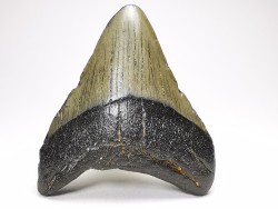 Dent de requin: Carcharodon megalodon, Miocène (USA)
