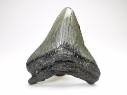 shark teeth: Carcharodon megalodon - Miocene (USA)