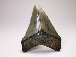 shark teeth: Carcharodon megalodon - Miocene (USA)