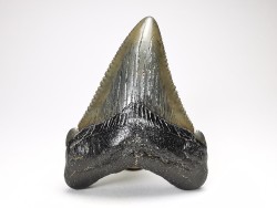 shark teeth: Carcharodon megalodon - Miocene (USA)