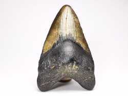 Dent de requin: Carcharodon megalodon, Miocène (USA)