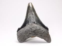 shark teeth: Carcharodon megalodon - Miocene (USA)