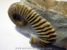 PSEUDOCRIOCERAS BREVE PSEUDOCRIOCERAS BREVE