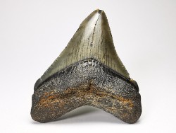 Dent de requin: Carcharodon megalodon, Miocène (USA)