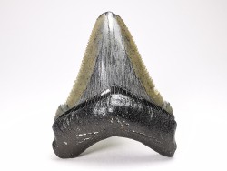 shark teeth: Carcharodon megalodon - Miocene (USA)