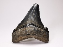 shark teeth: Carcharodon megalodon - Miocene (USA)