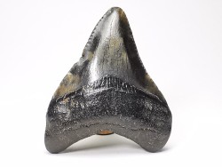 Dent de requin: Carcharodon megalodon, Miocène (USA)