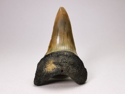 shark tooth: ISURUS RETROFLEXUS,  Miocene, Belgium