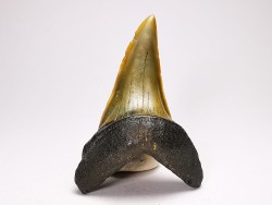 dent de requin: ISURUS RETROFLEXUS - Miocène - Belgique