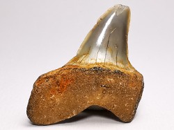 dent de requin: ISURUS RETROFLEXUS - Miocène - Belgique