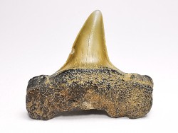 dent de requin: ISURUS RETROFLEXUS - Miocène - Belgique