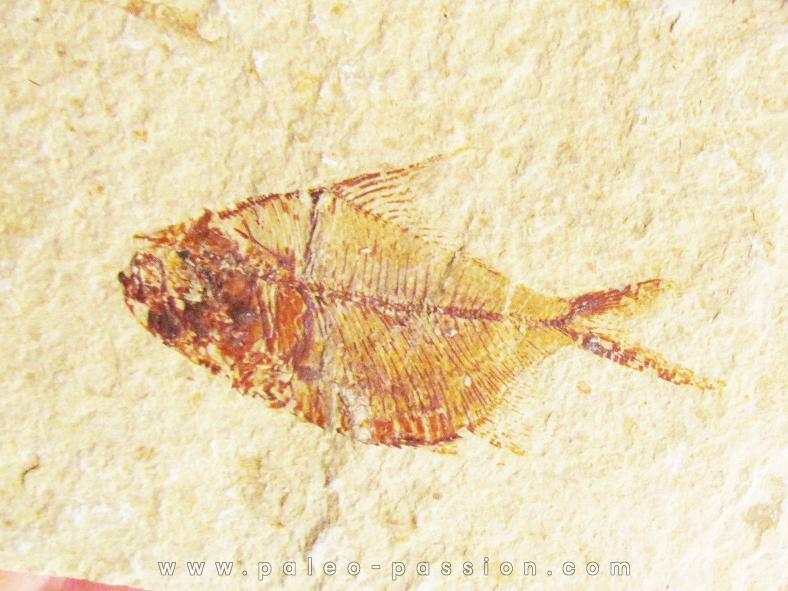 DIPLOMYSTUS BIRDI (8)