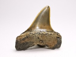 shark tooth: ISURUS RETROFLEXUS,  Miocene, Belgium