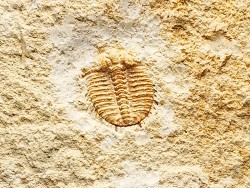 Odontopleura (Sinespinaspis) markhami - Silurien - Forbes, Australie