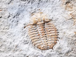Odontopleura (Sinespinaspis) markhami - Silurian - Forbes, NSW, Austarlia