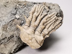 Tholocrinus spinosus - Carboniferous - Glean Dean F. - Grayson Co, Kentucky, USA