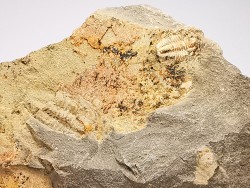 Estaingia bilobata, Cambrien inférieur, Australie Méridionale