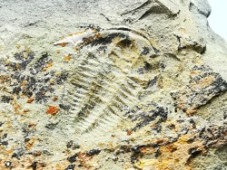 Estaingia bilobata, Cambrien inférieur, Australie Méridionale