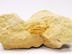 Megagnostus glandiformis - middle Cambrian - Tasmania - AUSTRALIA