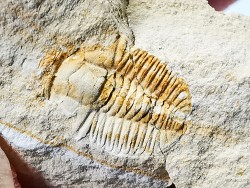 Megagnostus glandiformis - middle Cambrian - Tasmania - AUSTRALIA