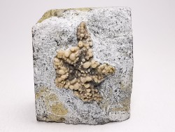 Hudsonaster incomptus - Ordovician - Liberty Fmt - Preble Co., OKLAHOMA - USA