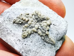 Hudsonaster incomptus - Ordovician - Liberty Fmt - Preble Co., OKLAHOMA - USA