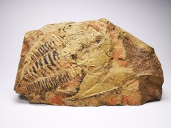 Redlichia takooenis & Estaingia bilobata, Cambrien inférieur, Australie Méridionale