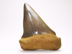 dent de requin: CARCHARODON HASTALIS - Miocène - Tielrode, Belgique