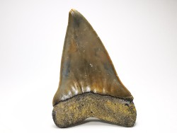 dent de requin: CARCHARODON HASTALIS - Miocène - Tielrode, Belgique