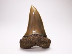 shark tooth: CARCHARODON HASTALIS   Miocene, Tielrode, Belgium