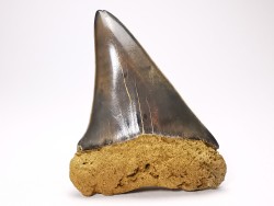 dent de requin: CARCHARODON HASTALIS - Miocène - Tielrode, Belgique