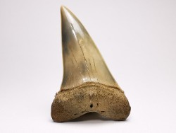 dent de requin: CARCHARODON HASTALIS - Miocène - Tielrode, Belgique