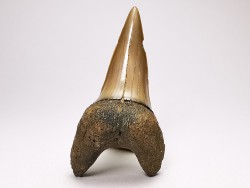 shark tooth: CARCHARODON HASTALIS   Miocene, Tielrode, Belgium