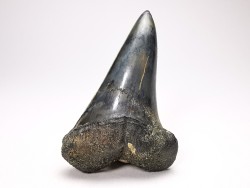 dent de requin: CARCHARODON HASTALIS - Miocène - Tielrode, Belgique