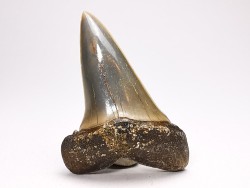 shark tooth: CARCHARODON HASTALIS   Miocene, Tielrode, Belgium