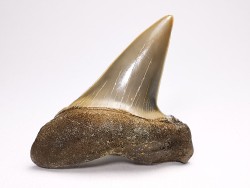shark tooth: CARCHARODON HASTALIS   Miocene, Tielrode, Belgium