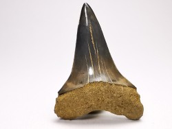 shark tooth: CARCHARODON HASTALIS   Miocene, Tielrode, Belgium