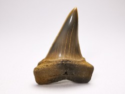 shark tooth: CARCHARODON HASTALIS   Miocene, Tielrode, Belgium