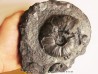 PSEUDOHAPLOCERAS GERHARDTI (1) PSEUDOHAPLOCERAS GERHARDTI (1)