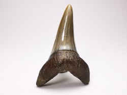 dent de requin: CARCHARODON HASTALIS - Miocène - Tielrode, Belgique