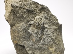 Phacopidina micheli - Llandeilo inférieur - Mortain, la gare - 50 - FRANCE