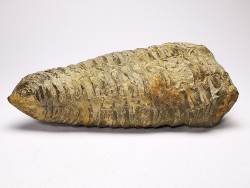 Neseuretus tristani - Ordovicien - La Meignanne (49) - FRANCE