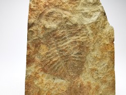 Ogygiocarella sp.  - middle Ordovician - Wales