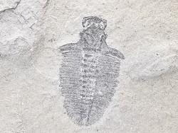 Trilobite Bathyriscus fimbritus - middle Cambrian, Utah, USA