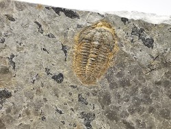 Trilobite Brachyaspidion microps, Cambrien moyen, Utah, USA