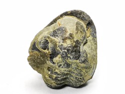 Ditomopyge scitula  - Pennsylvanian - Salesville Shale - Texas, USA